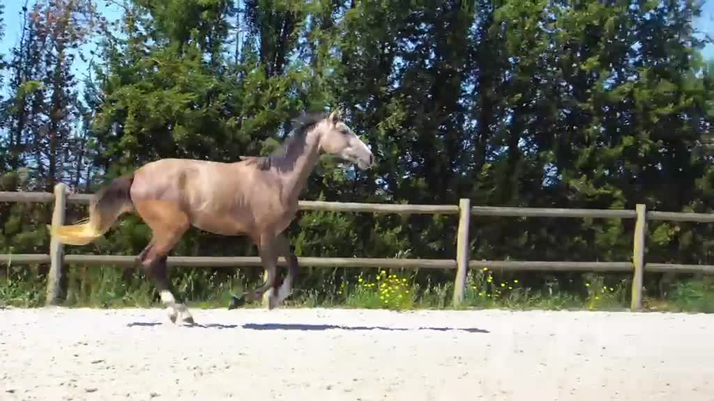 Avelshästar hästar till salu: Chans att fynda pga graviditet! - Video 1