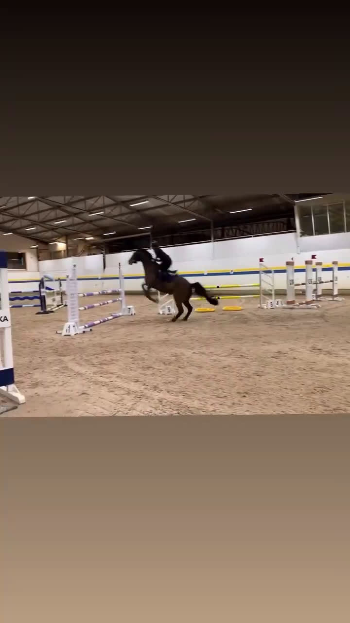 Allround hästar till salu: Sto för avel/ridning  i Lidköping - Video 1