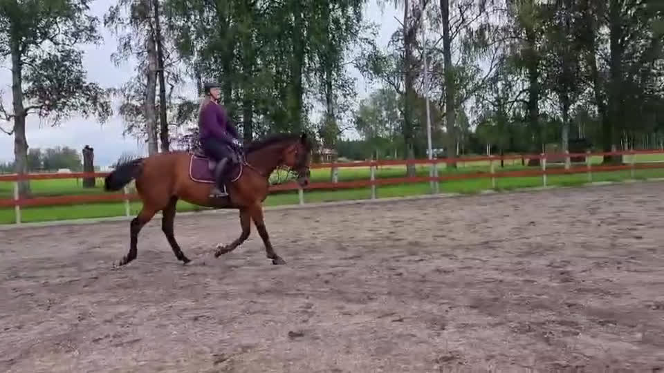 Allround hästar till salu: Super snäll tjej i Kil - Video 4