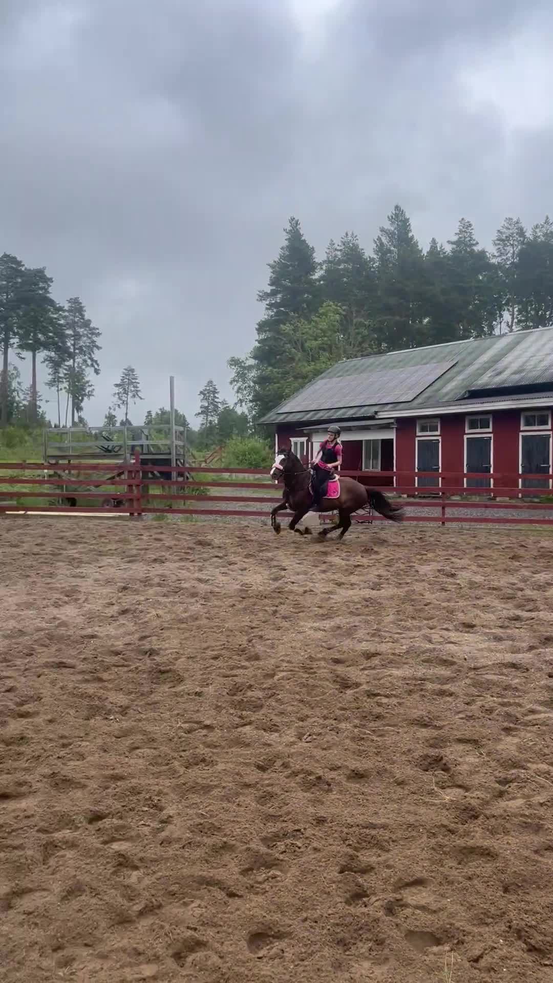  medryttarhäst finnes: Medryttare sökes till snäll valack - Video 3