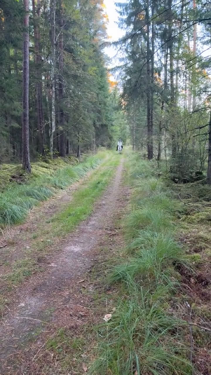 Allround hästar till salu: 🌟My Boy Max 🌟 i Ljungby - Video 1