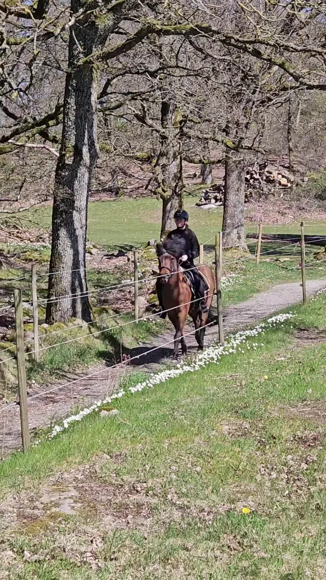 Island hästar till salu: Charmig islandshäst  i Heberg - Video 3