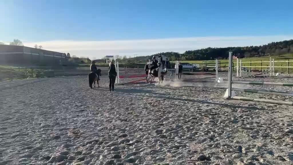 Allround hästar till salu: Våran fina Oskar - Video 2