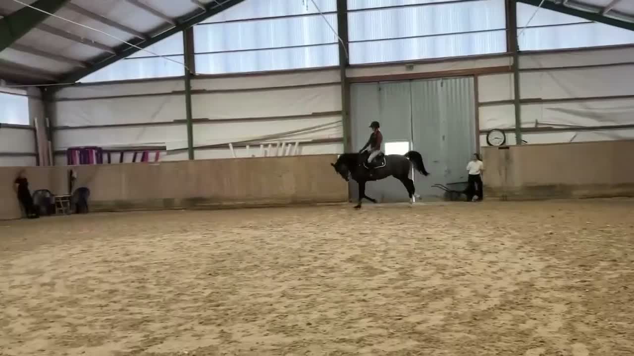 Hoppning hästar till salu: Snygg 5-åring med topp stam  - Video 1