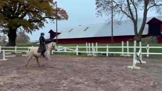 Allround hästar till salu: Sagoponnyn man utvecklas på i Björkvik - Video 2