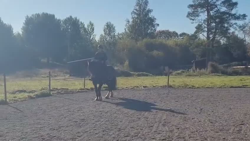 Allround hästar till salu: Charmigt bergatroll vill bli privathäst - Video 4
