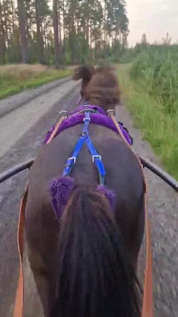 Trav hästar till salu: Treårigt russ sto - Video 1