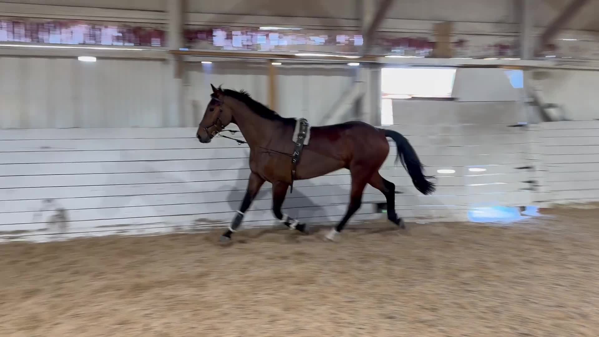 Dressyr hästar till salu: Fynda unghäst! - Video 1