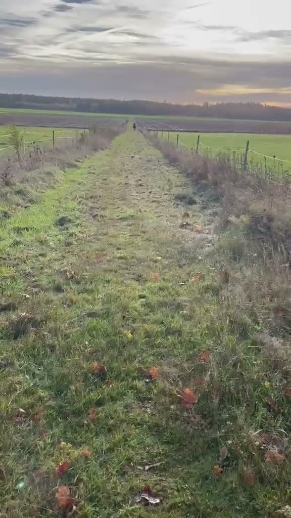 Allround hästar till salu: Lyxhäst för alla grenar🤩 - Video 4