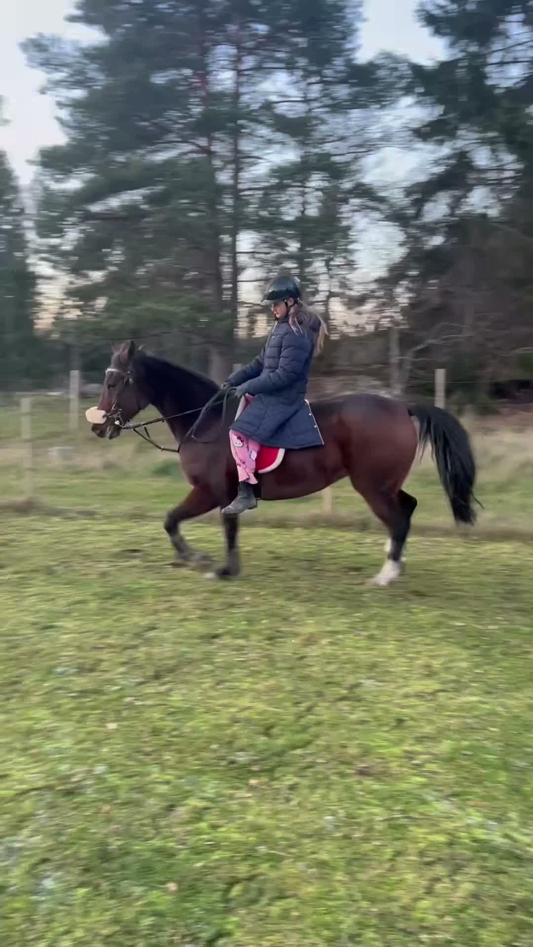 Allround hästar till salu: Oslipad diamant🤎 - Video 3