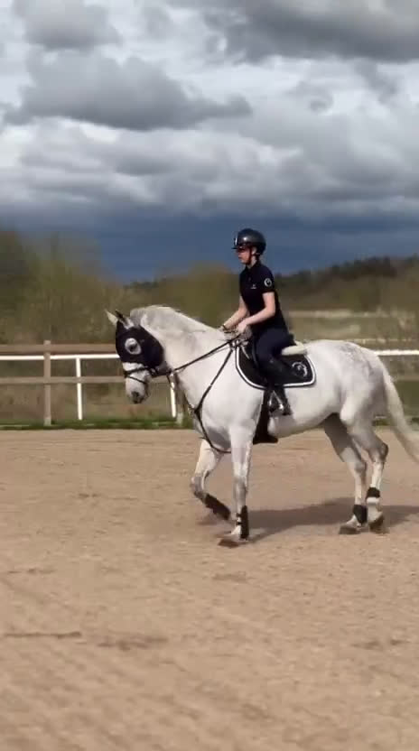 Allround hästar till salu: Fin Allroundhäst i Göteborg - Video 2