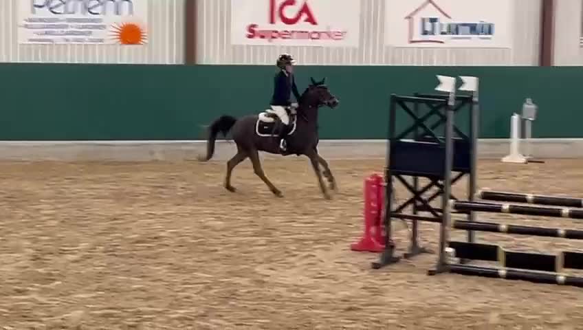 Hoppning hästar till salu: Trevlig B-ponny - Video 1