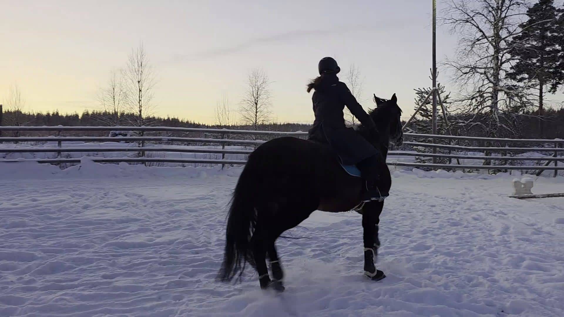 Övrigt hästar till salu: ☆ Sox ☆ i Lycksele - Video 2