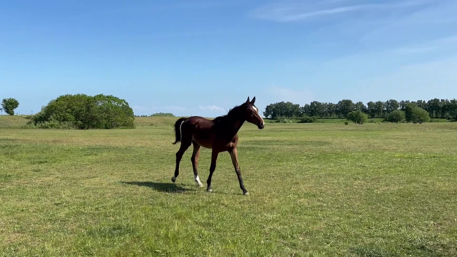Hoppning hästar till salu: Captain Lightning - 1 årig valack - Video 1