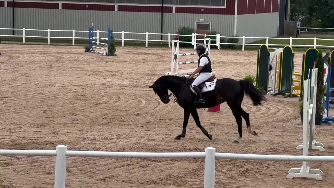 Hoppning hästar till salu: Superdiva, superstam, för dig som vill uppåt - Video 1