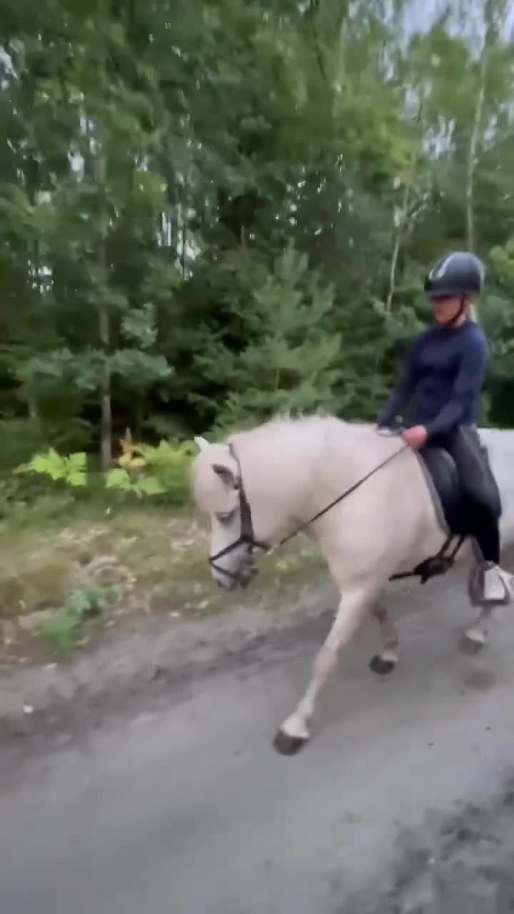 Island hästar till salu: Finaste Katla i Backaryd - Video 3