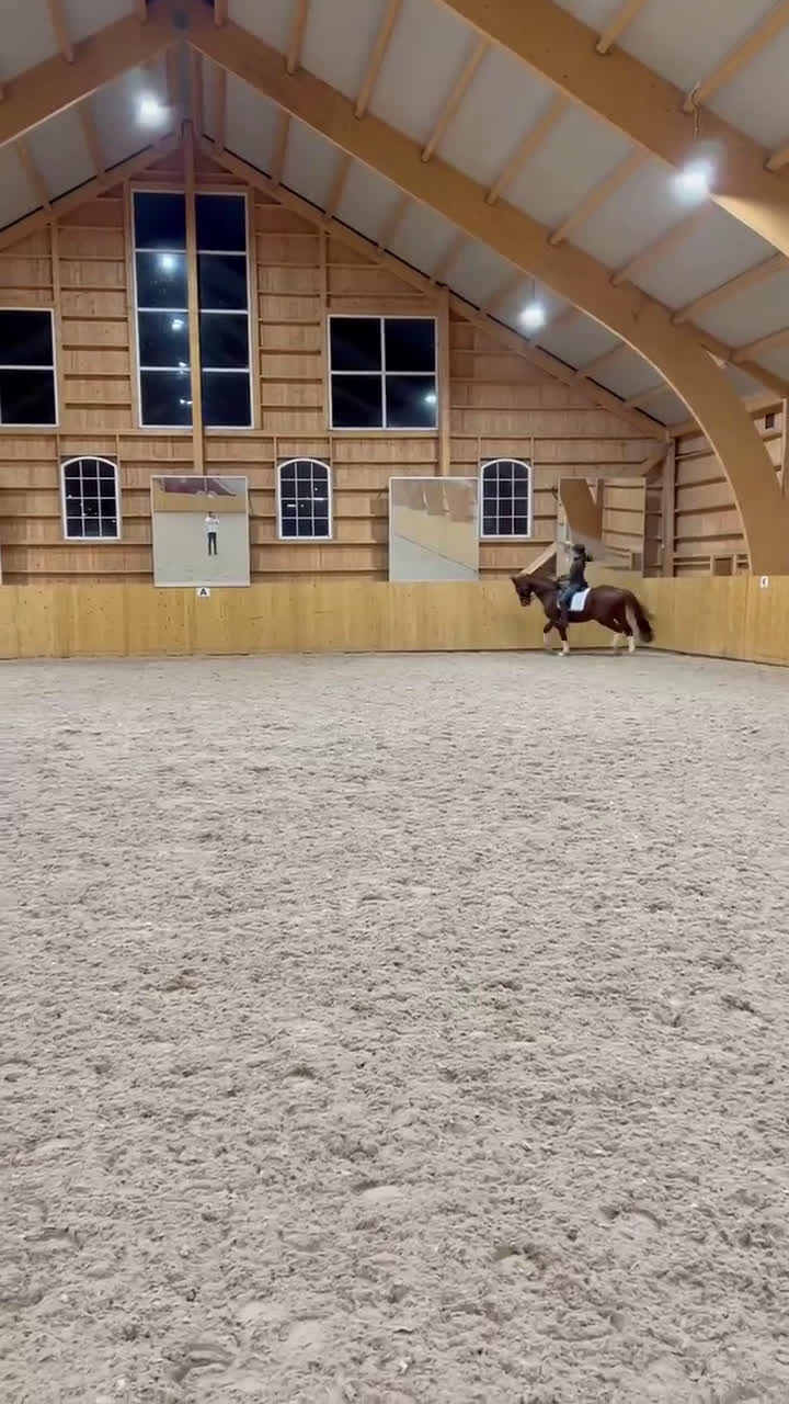 Dressyr hästar till salu: Trevlig valack med mycket utstrålning - Video 1