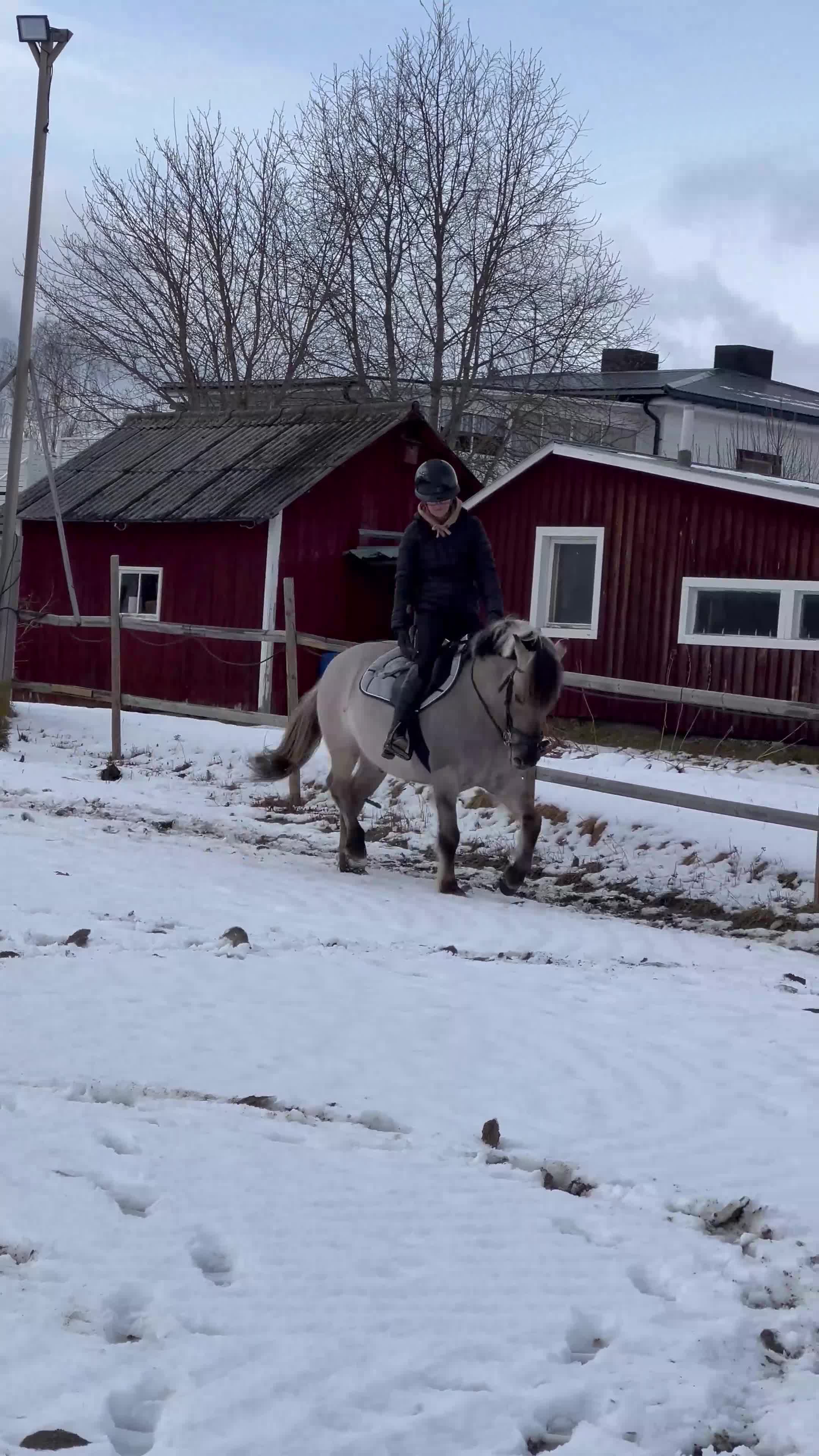 Allround hästar till salu: Trevlig C-ponny - Video 1