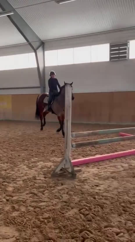 Hoppning hästar till salu: 5 årigt sto e. Capriolo VDL-Carẽme  - Video 3