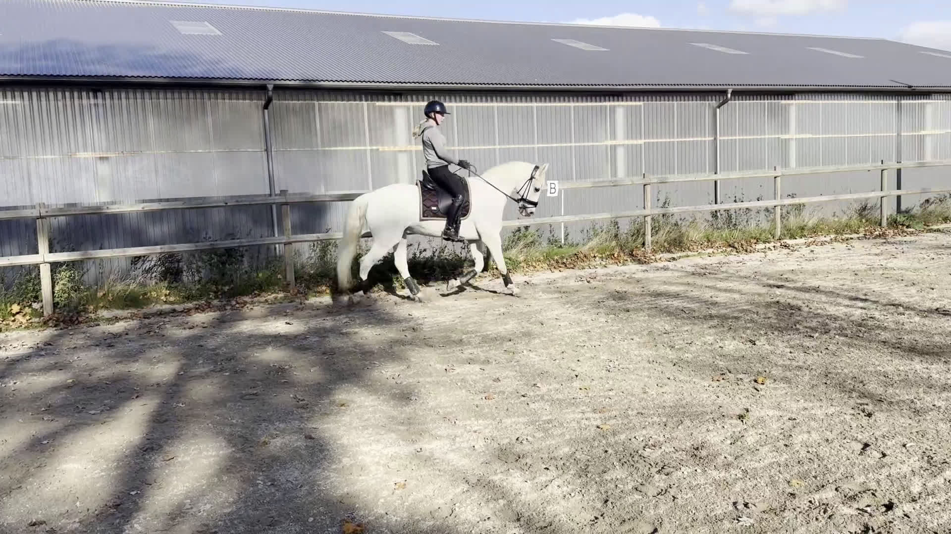 Dressyr hästar till salu: Sagolik dressyrponny i Lund - Video 2