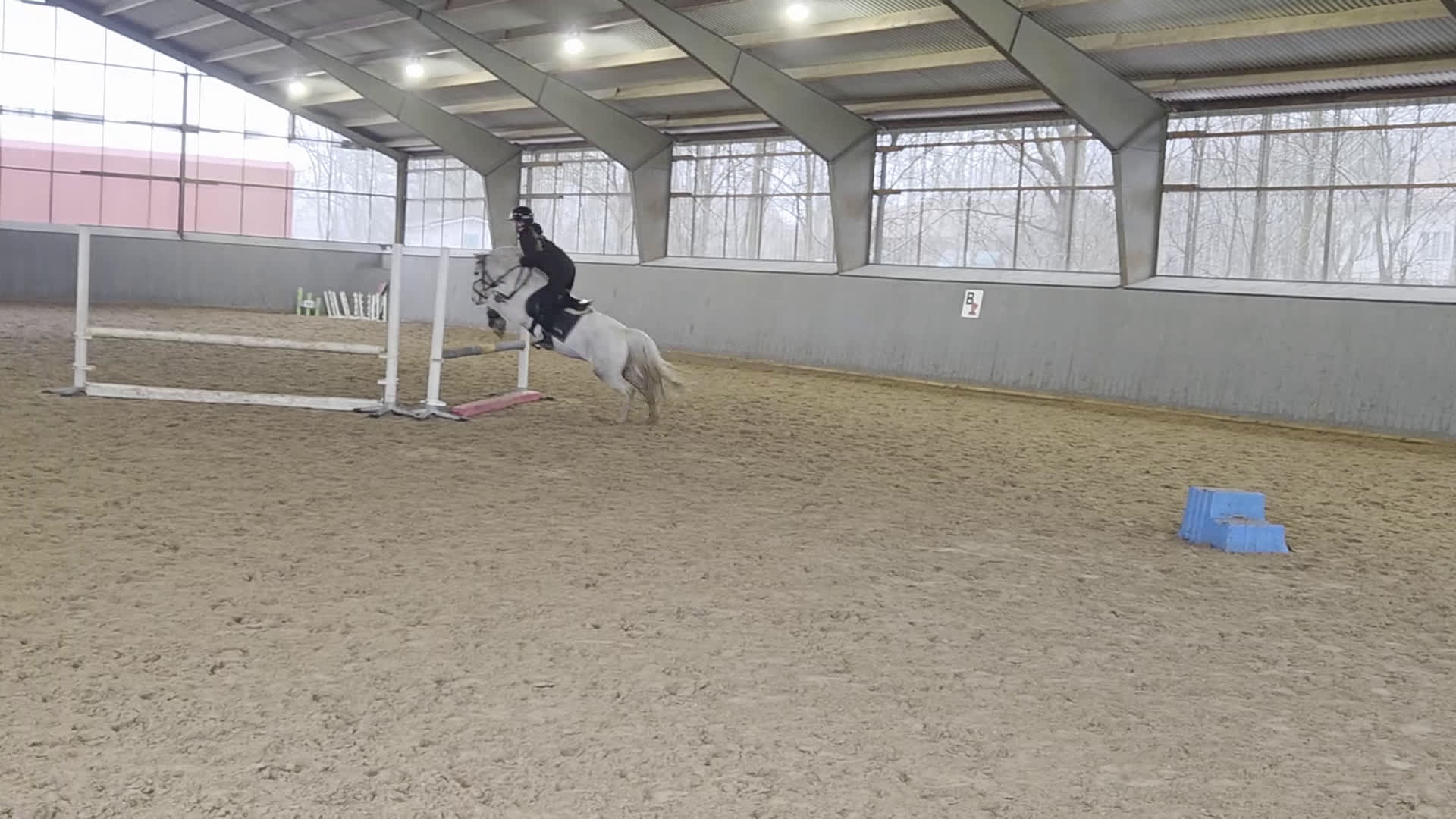 Allround hästar till salu: Supersöt Tävlingsponny - Video 1