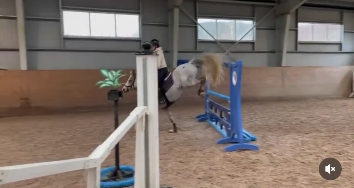 Allround hästar till salu: Fantastiskt ponnysto - Video 1