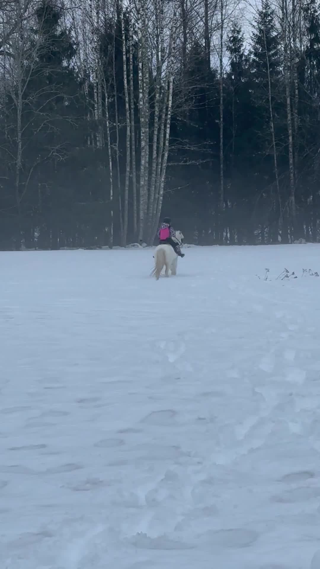 Allround hästar till salu: Sockersöt B-ponny - Video 1