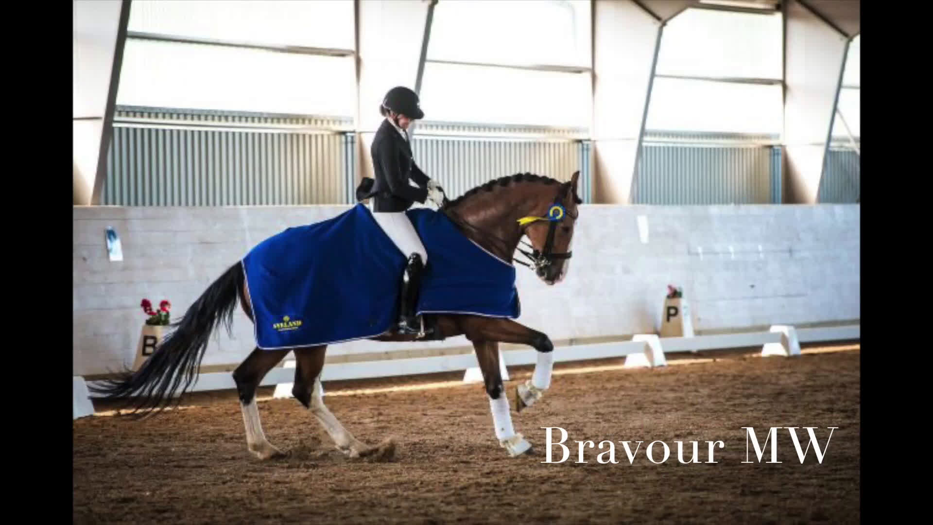 Dressyr hästar till salu: Fantastisk läromästare- Junior/YR-häst!  - Video 1