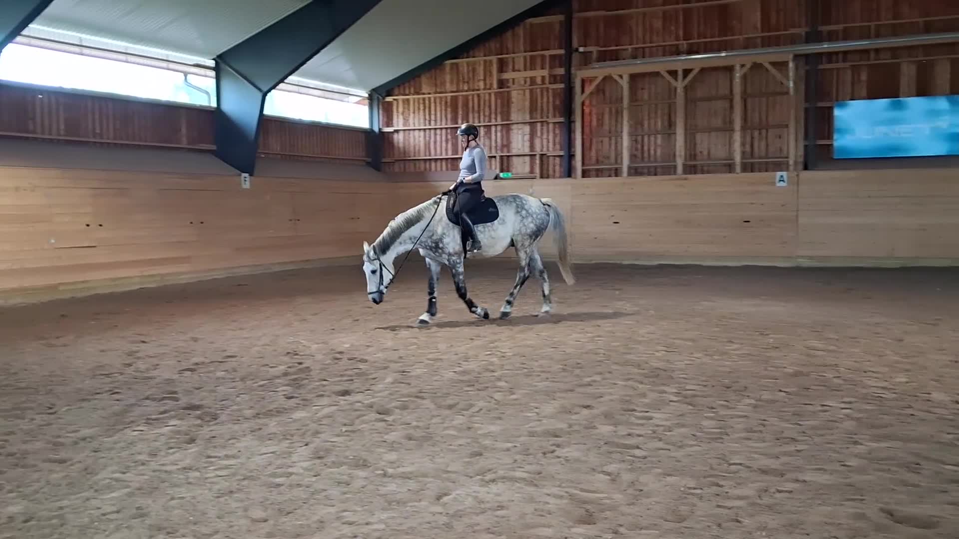 Allround hästar till salu: Valack av rejäl modell - Video 3