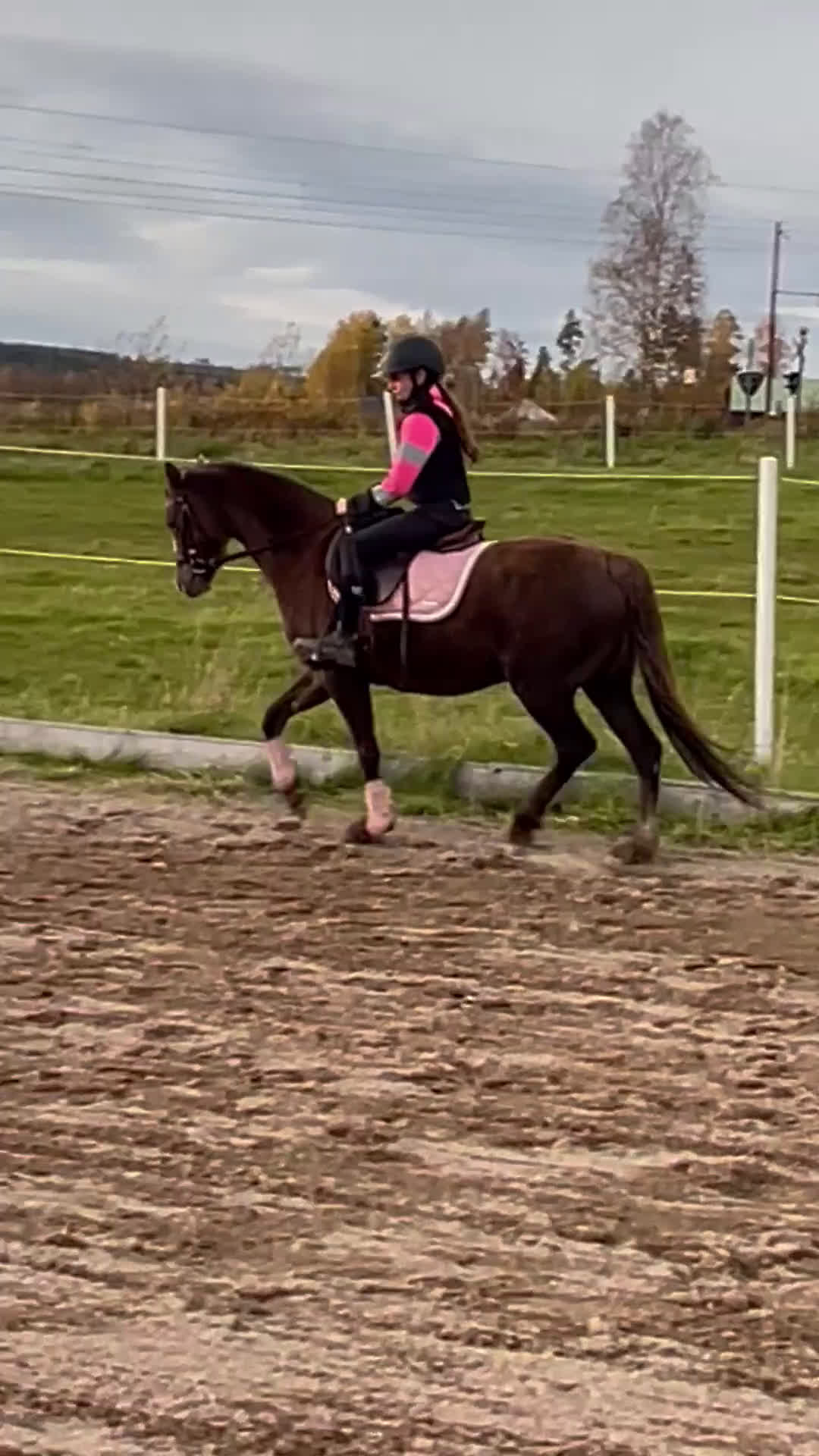 Allround hästar till salu: Vackert guld premierat Welsh sto (ev byte) i Borlänge - Video 1