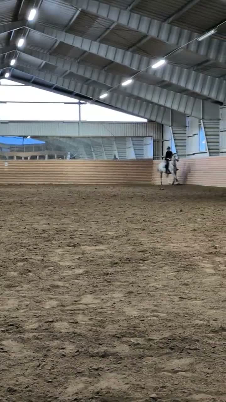 Allround hästar till salu: Trevlig kille söker nytt hem - Video 2