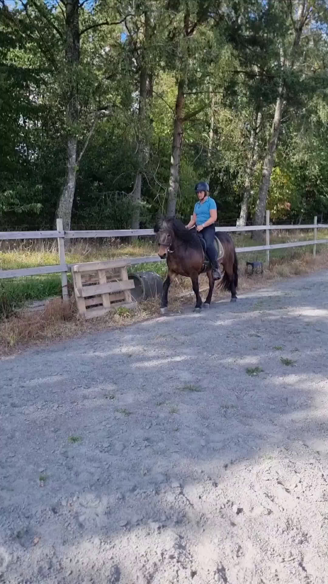 Island hästar till salu: Embla frá Vindási i Skara - Video 1