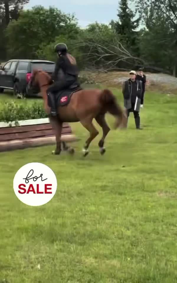 Dressyr hästar till salu: Fantastisk allround ponny med inriktning dressyr - Video 2