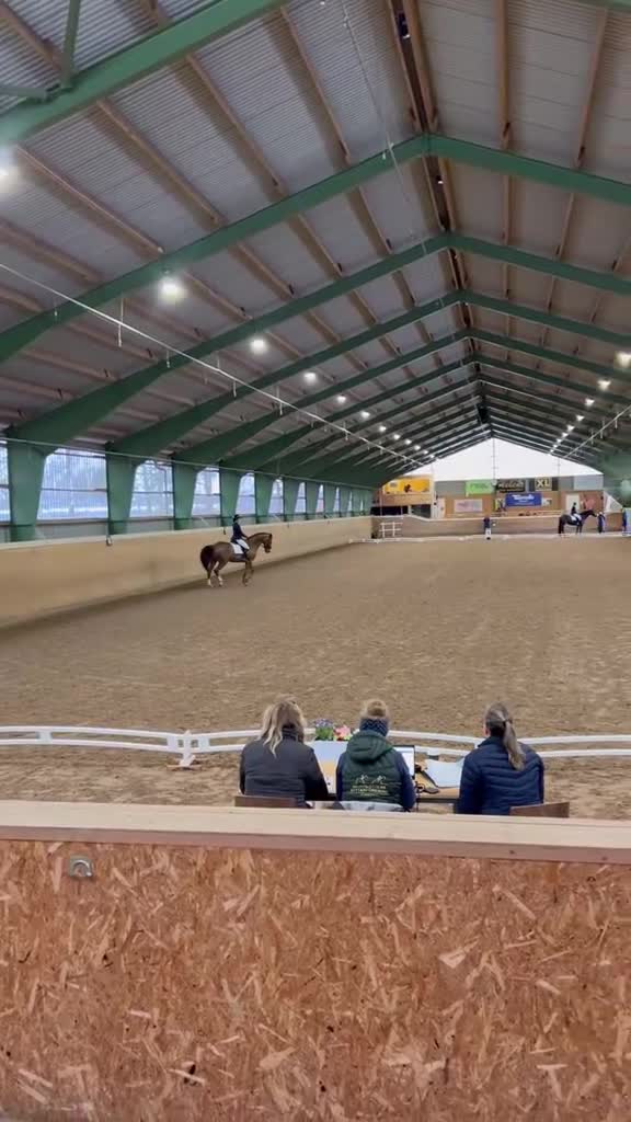 Allround hästar till salu: Mångsidig kille med utstrålning!  - Video 3