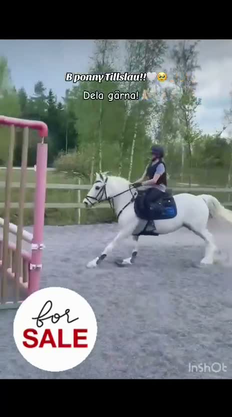 Allround hästar till salu: 🐴 Bästa vän och rolig kompis🐴 - Video 1