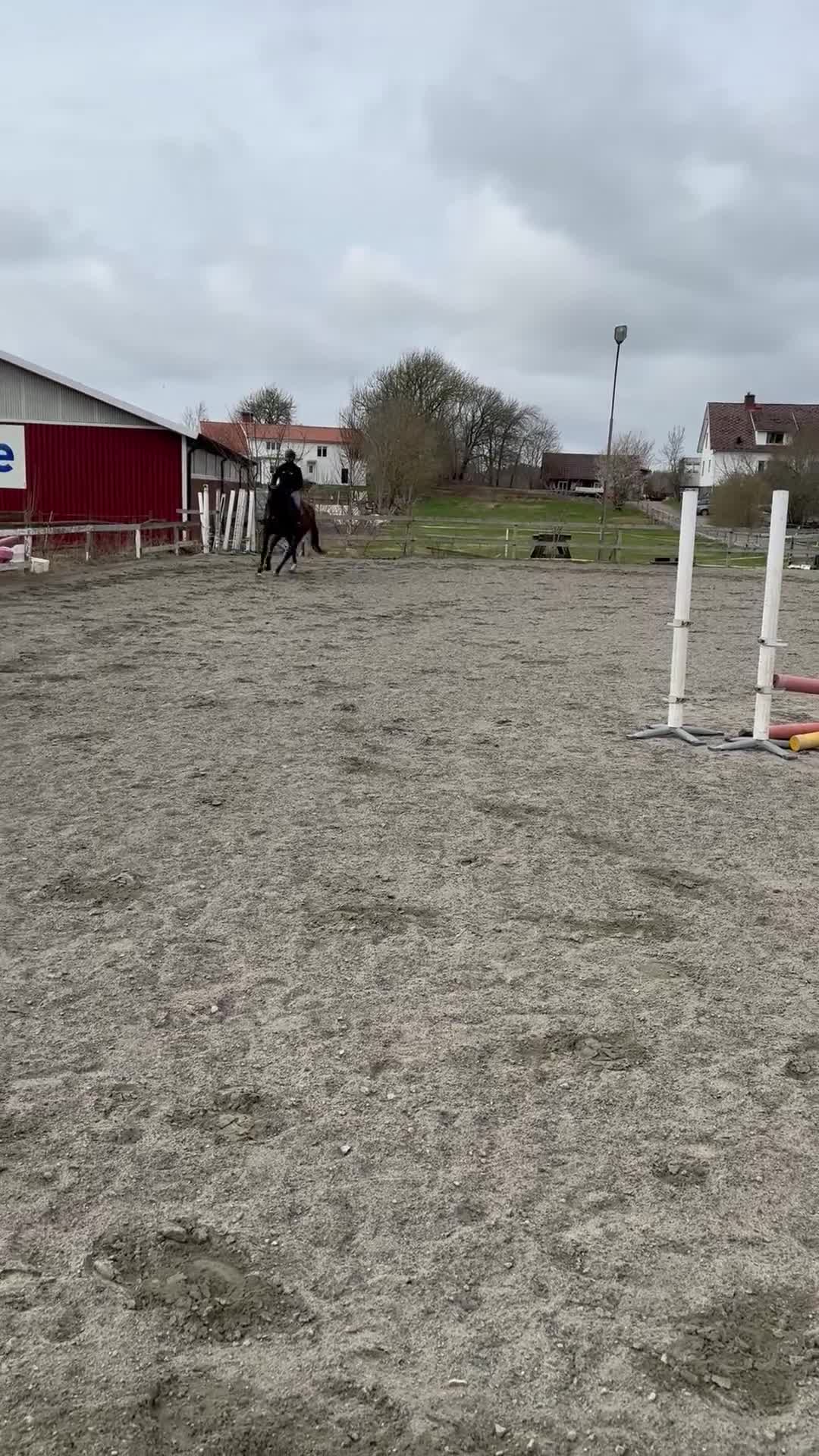 Allround hästar till salu: Vackert 6 årigt sto säljes - Video 2