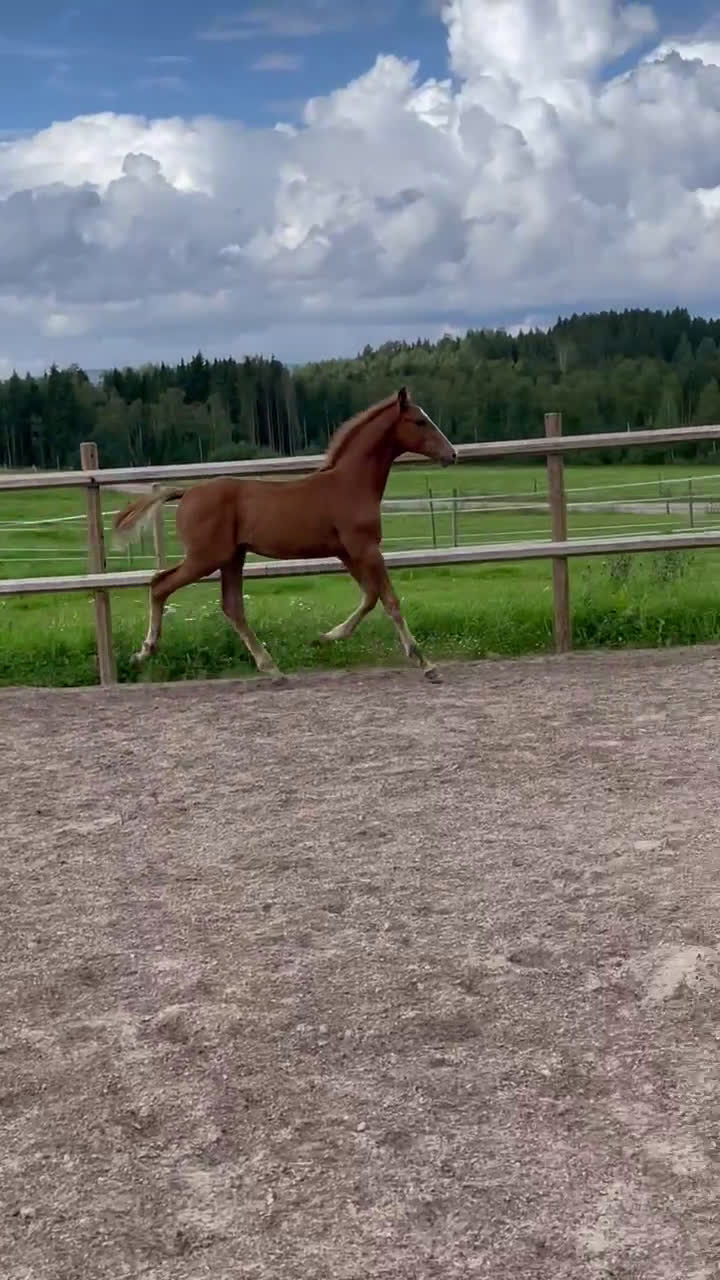 Hoppning hästar till salu: Arezzo VDL - Indoctro - Mr Blue i Östra Ämtervik - Video 2