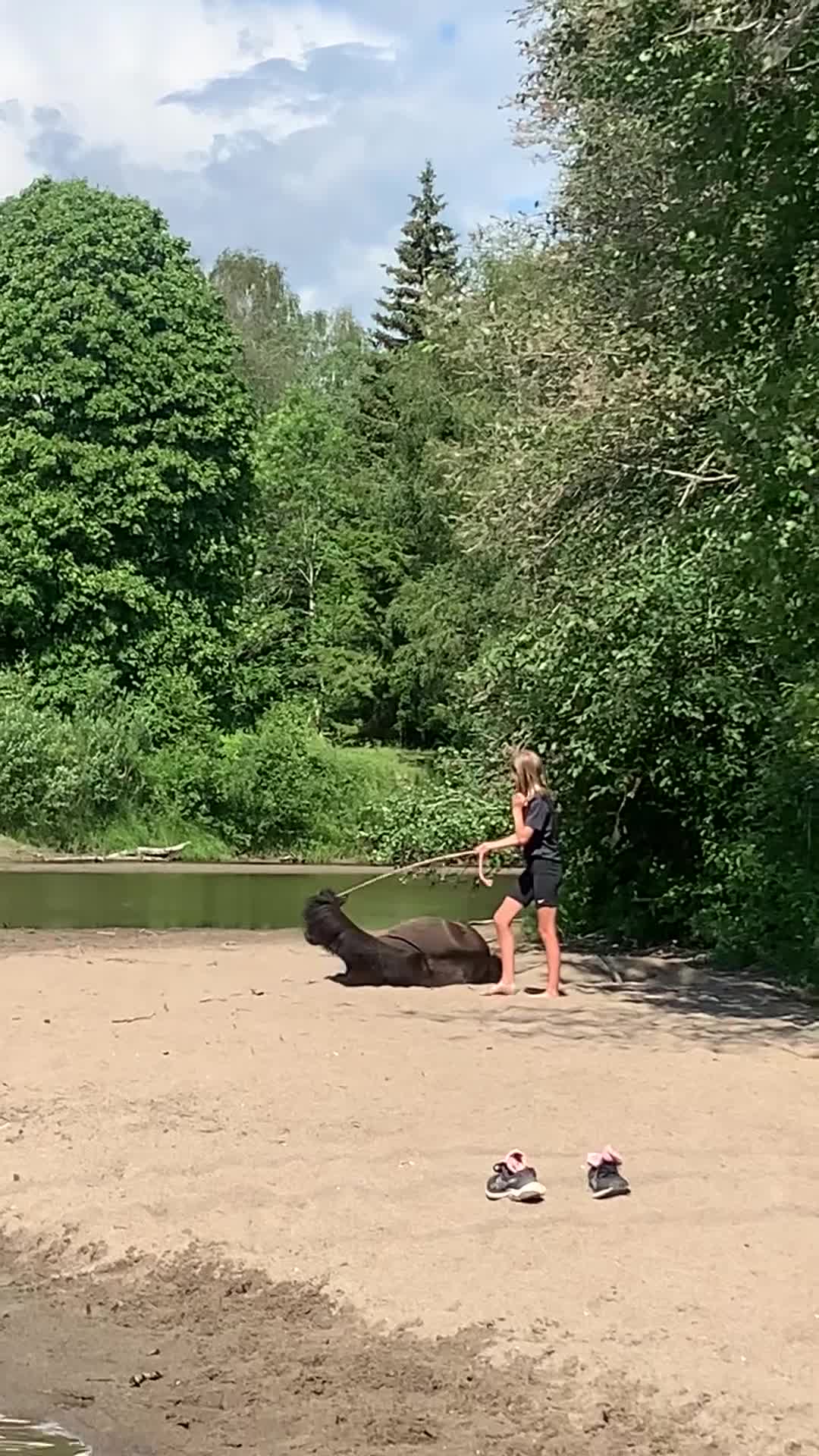 Allround hästar till salu: Vår charmiga Shettis söker nytt hem - Video 1