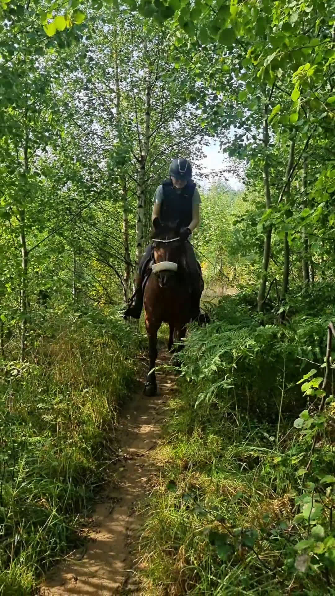 Allround hästar till salu: Gudasnäll skogsmulle i Motala - Video 4