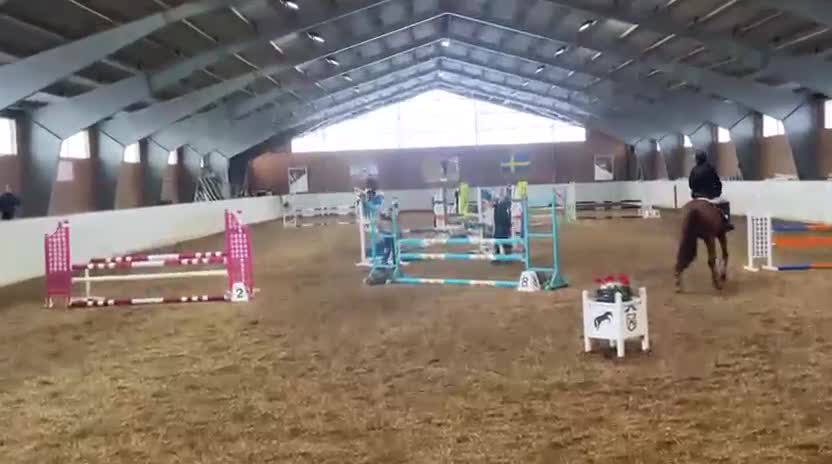 Allround hästar till salu: Glad och positiv valack!  - Video 2