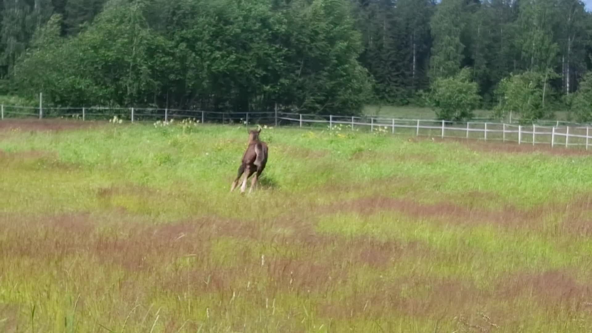 Hoppning hästar till salu: Maffig hingstunge med syskon i 155cm - Video 1