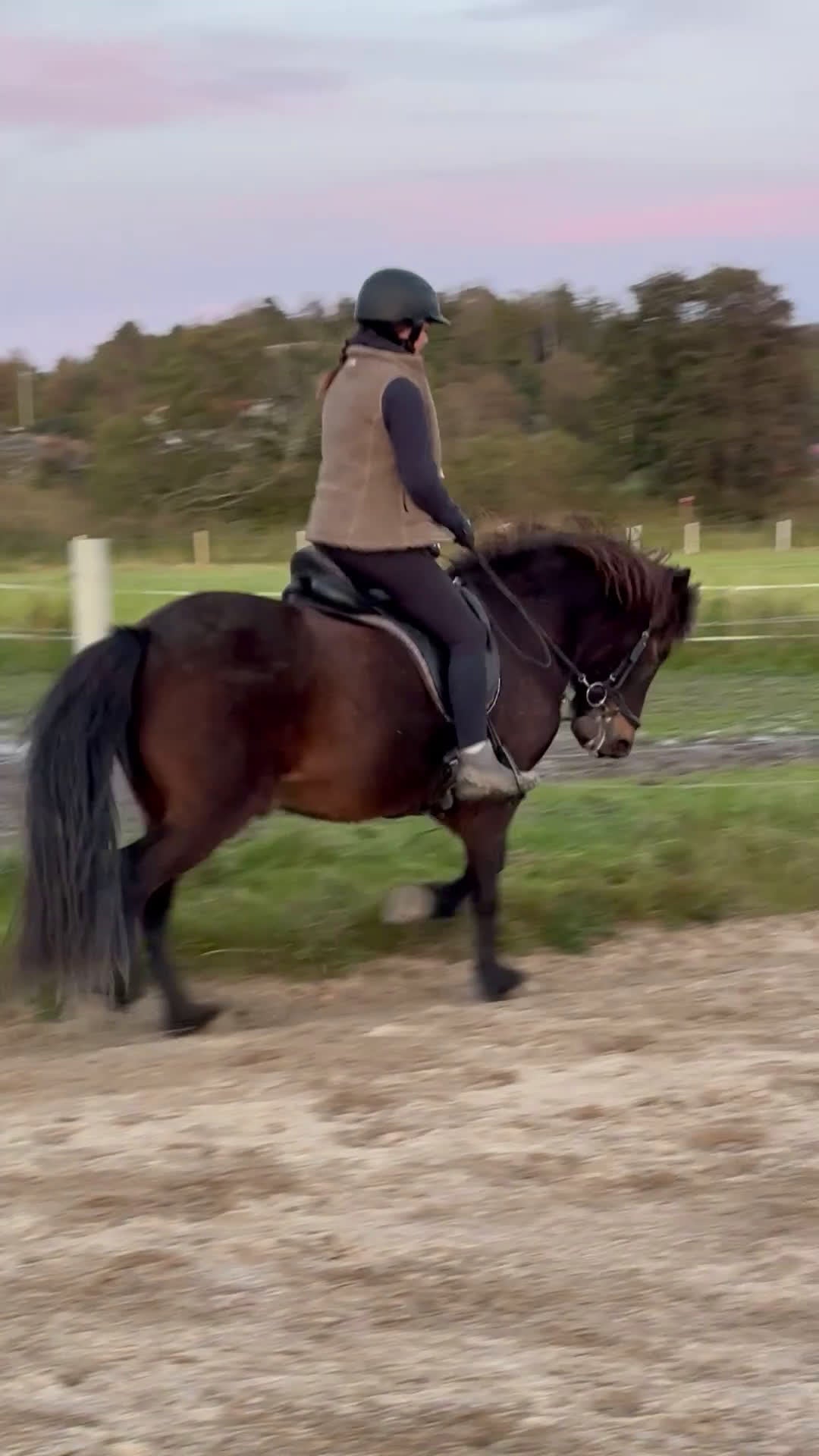 Island hästar till salu: Vacker valack - Video 2