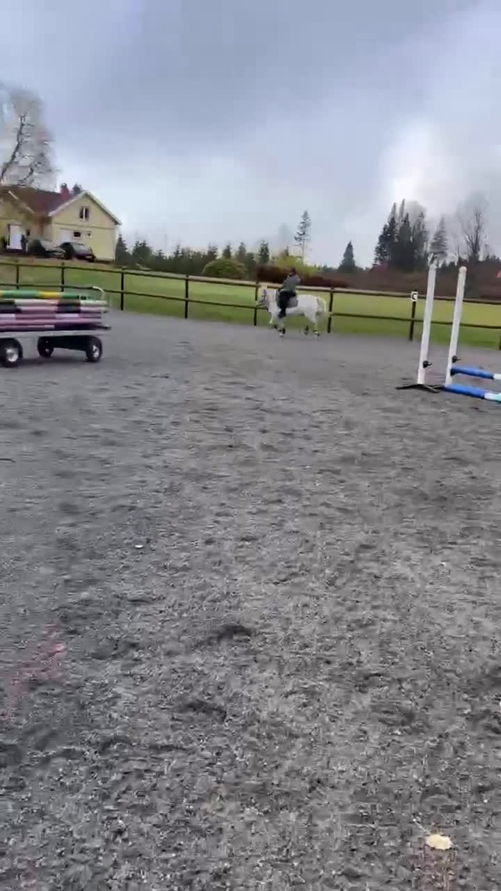 Allround hästar till salu: Vår goa Paddy söker kärleksfullt hem i Ulricehamn - Video 2