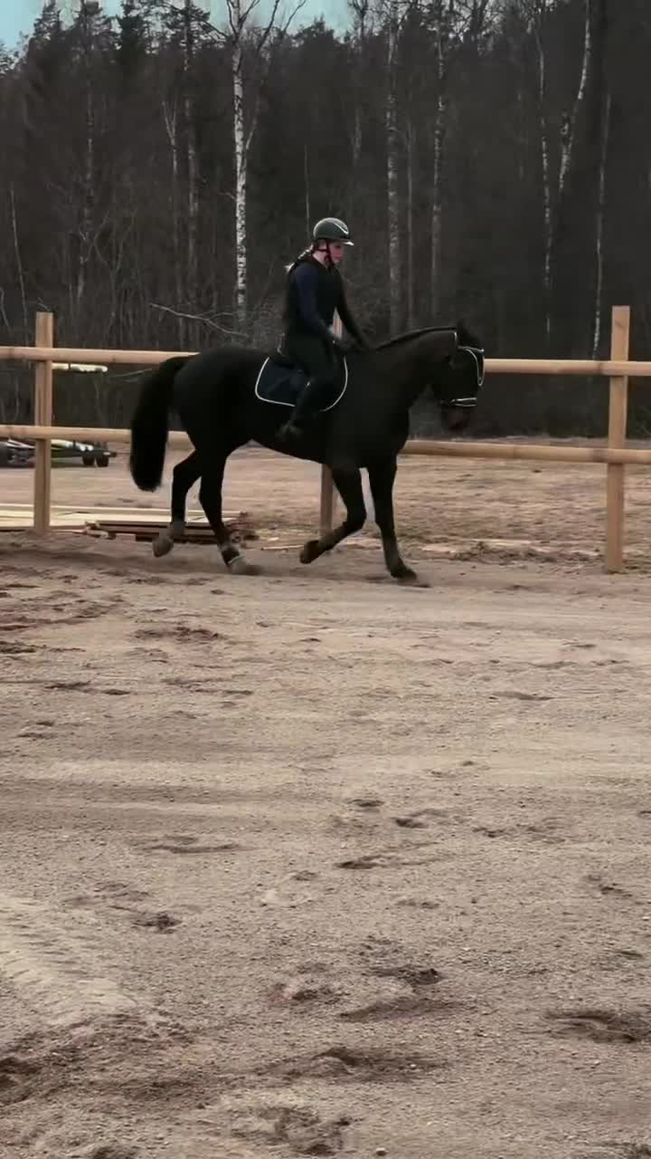 Allround hästar till salu: Hästen med hjärta av guld!🏅❤️🐴 i Vimmerby - Video 1