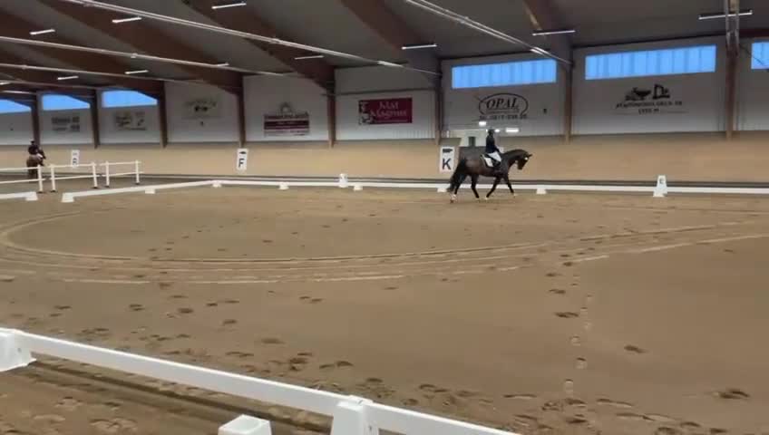 Allround hästar till salu: Trevlig Valack - Video 4