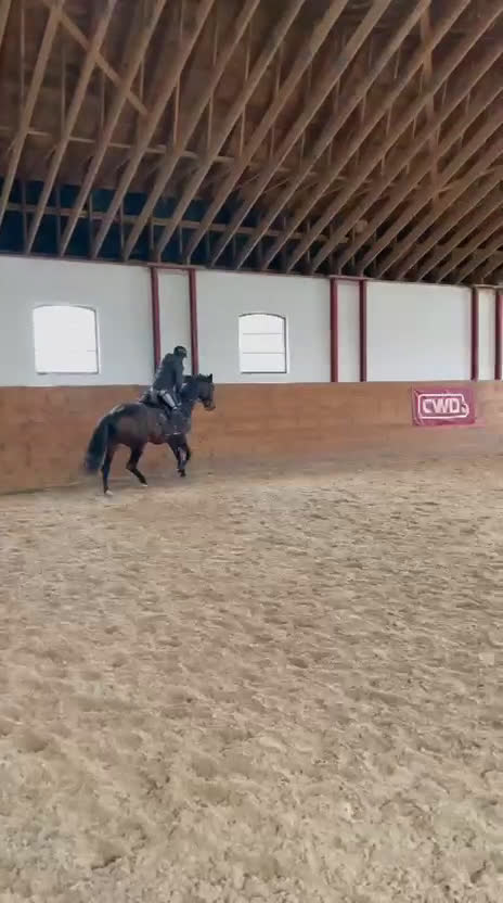 Allround hästar till salu: Fin sporthäst. i Lövestad - Video 3