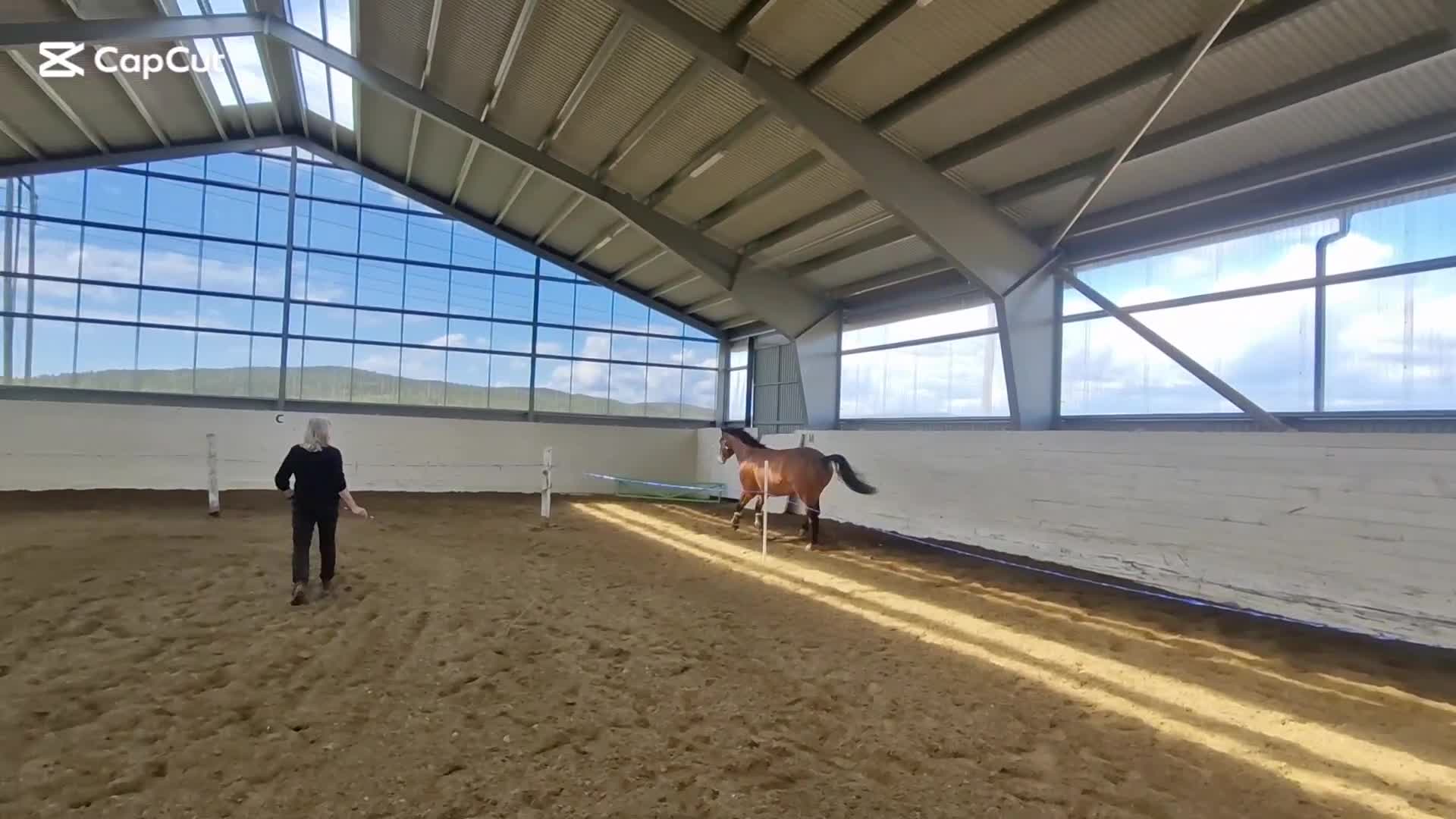 Hoppning hästar till salu: Lovande 4åring  - Video 4