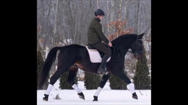 Allround hästar till salu: Exceptional Silesian - Quality & Top Potential  - Video 1