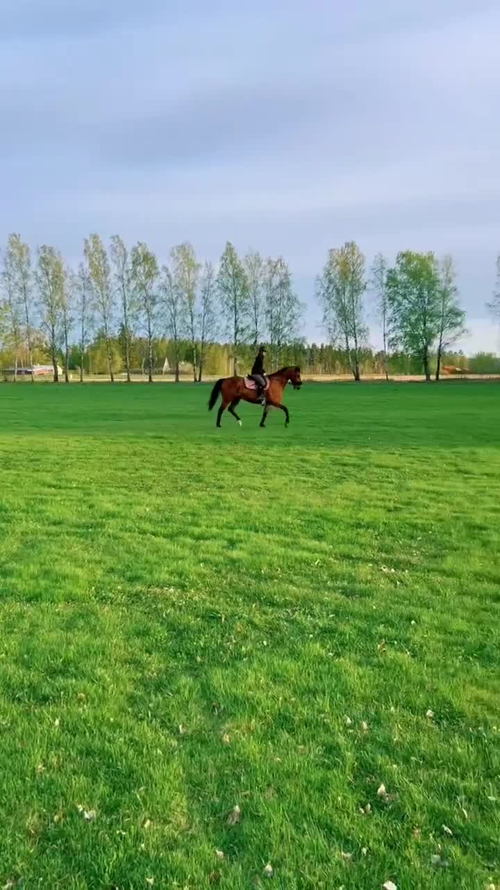 Allround hästar till salu: Fullblodsvalack säljes i Nora - Video 1