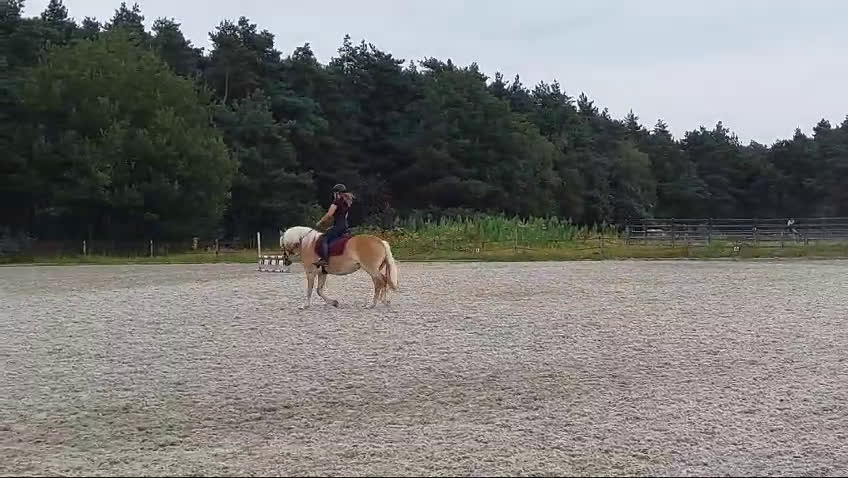 Akademiskt hästar till salu: Haflinger & Shetland Pony – Seeking a Forever Home - Video 4